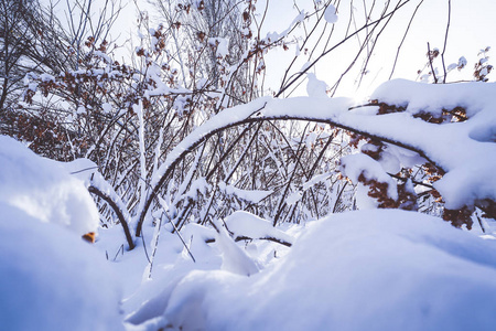 日本北海道札幌初冬的雪满了树枝