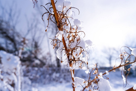 日本北海道札幌初冬的雪满了树枝