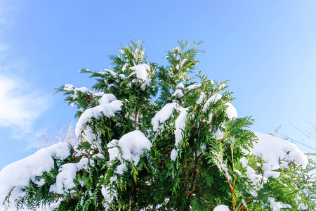 日本北海道札幌初冬的雪满了树枝