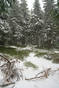 冷杉森林里的暴风雪。