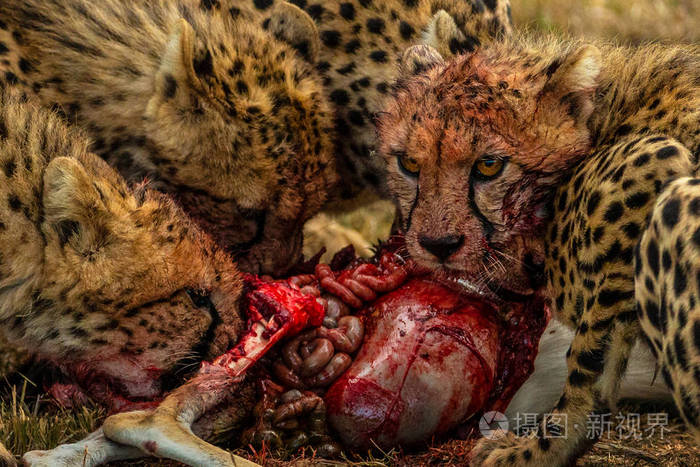 成群的豹子吃它们的猎物