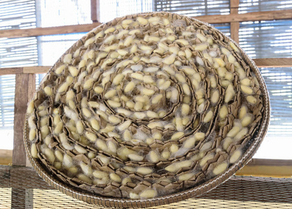 金丝公司-2016年3月:天然丝绸养殖和手工制作丝绸制品-金丝虫蛹照片