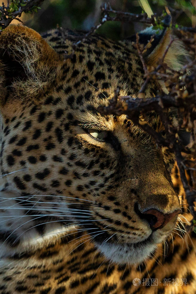 近景野豹栖息在大草原的高干草中