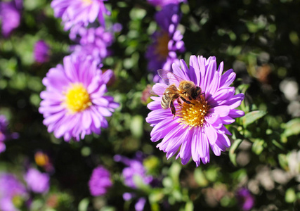 蜜蜂以紫菀花的花朵为食