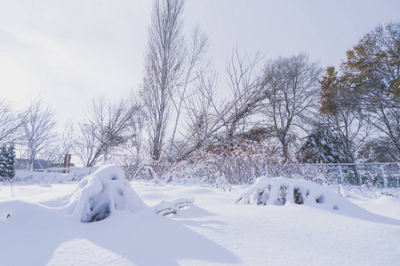 日本北海道札幌初冬的雪满了树枝