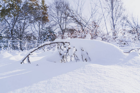 日本北海道札幌初冬的雪满了树枝