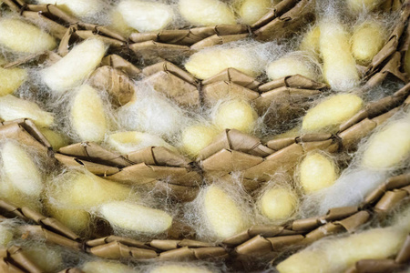 省金丝公司2016年3月:天然丝绸种植和手工制造丝绸制品金丝虫蛹照片