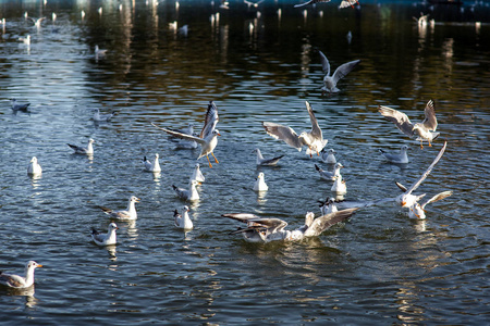 一群海鸥在湖里捕捉食物，游泳，飞越水面。