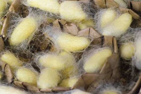 省金丝公司2016年3月:天然丝绸种植和手工制造丝绸制品金丝虫蛹照片