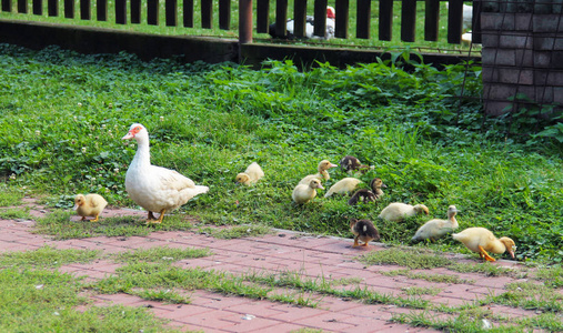 母鸭小鸭子白色家养的母鸭和她的小可爱的小鸭子住在户外照片