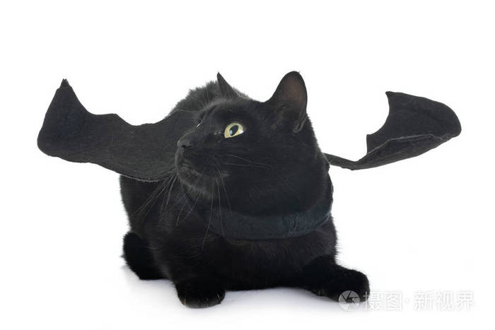 蝙蝠猫在白色背景前照片 正版商用图片14q3uj 摄图新视界 蝙蝠猫在白色背景前照片 正版商用图片14q3uj 摄图新视界