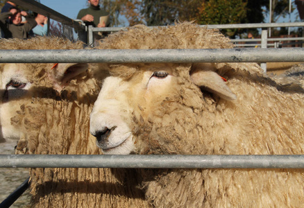 2018年10月13日在捷克文德兰举行的农场动物展览上的绒毛罗姆尼羊的肖像。