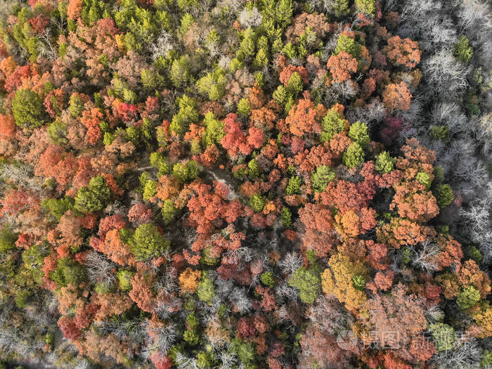 美国达拉斯附近秋天树的鸟瞰地毯秋天的叶子有明亮的红色绿色黄色和