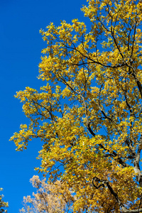 金秋黄叶在蓝天枫树上