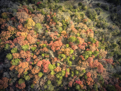 美国达拉斯附近秋天树的老式色调鸟瞰地毯。 秋天的叶子，有明亮的红色绿色黄色和橙色的叶子。 美丽的茂密的森林景观，飞行无人机