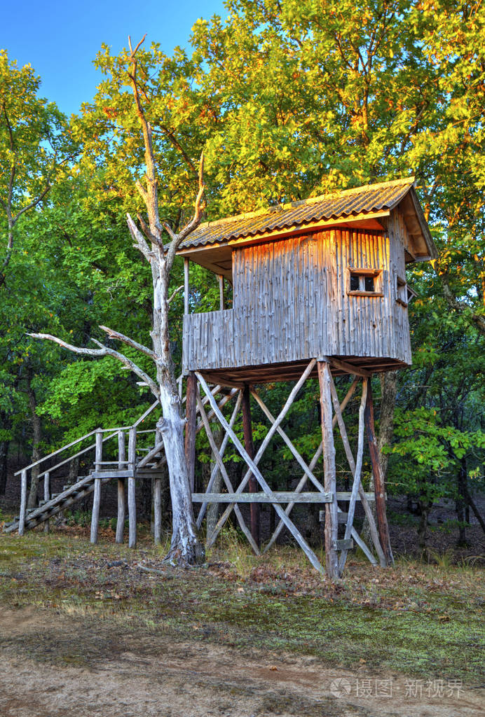 树枝上漂亮的木屋