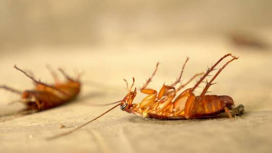 关闭巨大的蟑螂死在外面的地板上