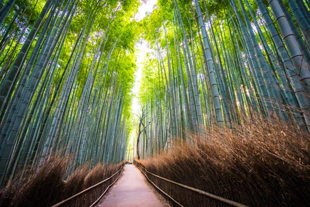 日本京都山森林竹林的美丽景观