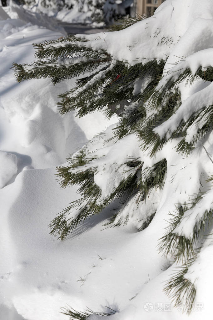 冬天雪松圣诞树的场景. 杉枝覆盖着胡尔霜仙境. 冬天将是新年.