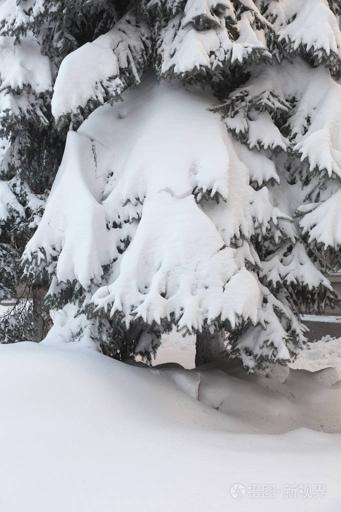 冬天雪松圣诞树的场景. 杉枝覆盖着胡尔霜仙境. 冬天将是新年.