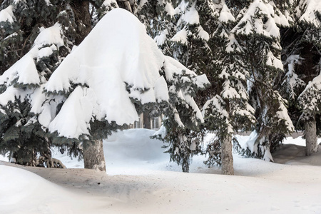 冬天雪松圣诞树的场景。 杉枝覆盖着胡尔霜仙境。 冬天将是新年。 平静模糊的雪花冬季背景与复制空间。