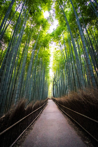 日本京都山森林竹林的美丽景观