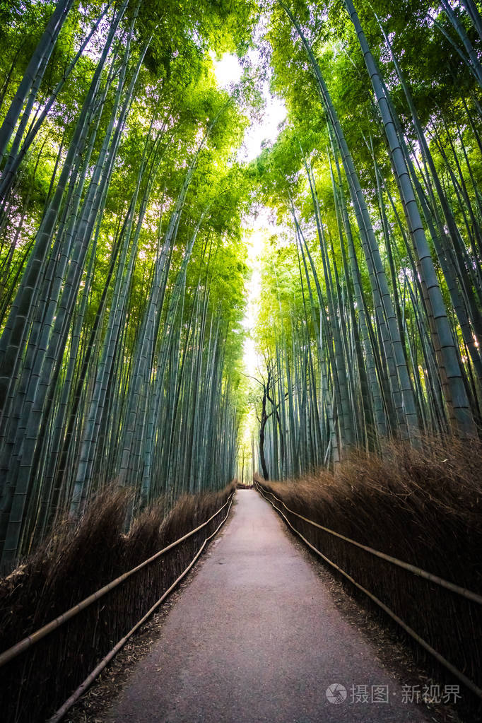 日本京都山森林竹林的美丽景观