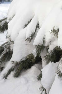 冬天雪松圣诞树的场景。 杉枝覆盖着胡尔霜仙境。 冬天将是新年。 平静模糊的雪花冬季背景与复制空间。