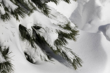 冬天雪松圣诞树的场景。 杉枝覆盖着胡尔霜仙境。 冬天将是新年。 平静模糊的雪花冬季背景与复制空间。