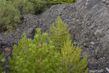 意大利西西在意大利西西特纳火山的黑土上生长着植被