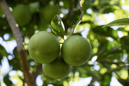 意大利西西里岛植物上生长着未成熟的橙色果实