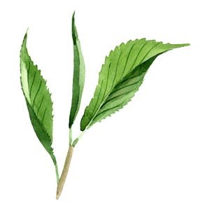 绿茶分离的例证元素.水彩背景插图集照片