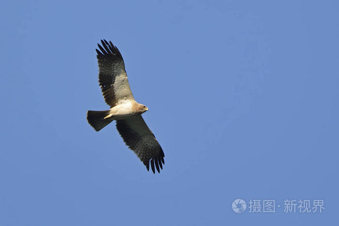 靴子鹰阿基拉潘纳塔希腊