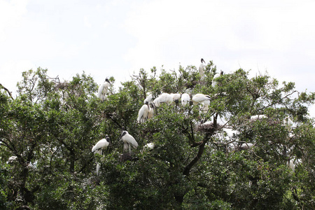 佛罗里达湿地美国木鹳家族巢