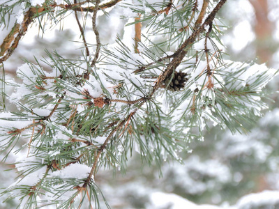 松树的雪枝