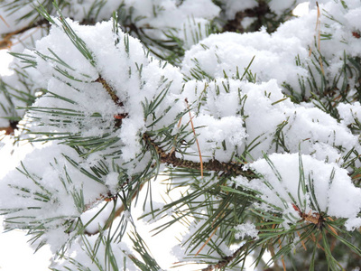 绿色松针上的雪