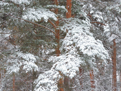 松林中的降雪