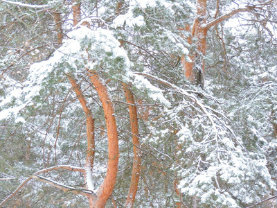 白雪中美丽的松树