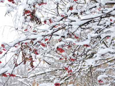 有红色浆果的雪罗旺树