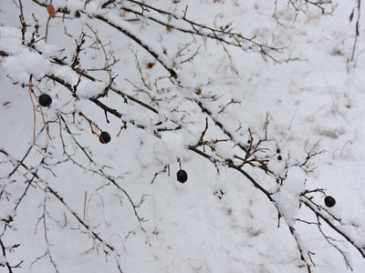 有黑色浆果的雪枝