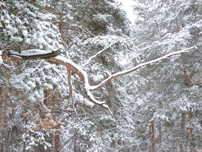 雪林美丽的冬天景色