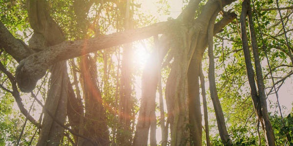森林树木。 大自然绿色的木材阳光