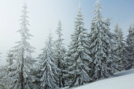 雾蒙蒙的冬景中飘雪的松林