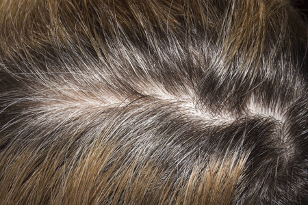 未涂漆的头发根.未涂漆头发的背景.照片
