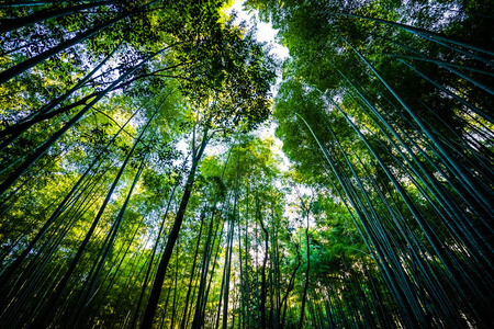 日本京都山森林竹林的美丽景观图片