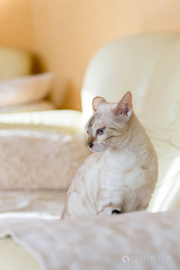 白孟加拉猫坐在房子里的沙发上