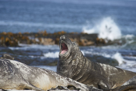 南象海豹Miroungaleonina在福克兰群岛海狮岛的沙滩上。