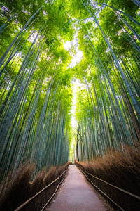 日本京都山森林竹林的美丽景观图片