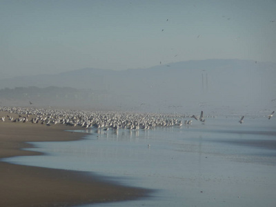 在加州中部海岸沙滩上过冬的鸟群