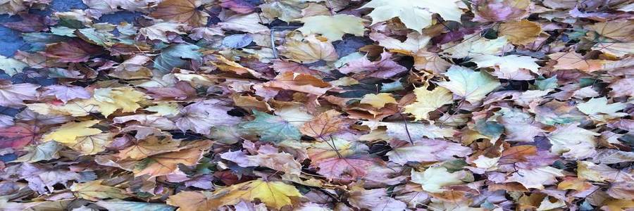 秋天五颜六色的叶子背景。枫叶纹理背景